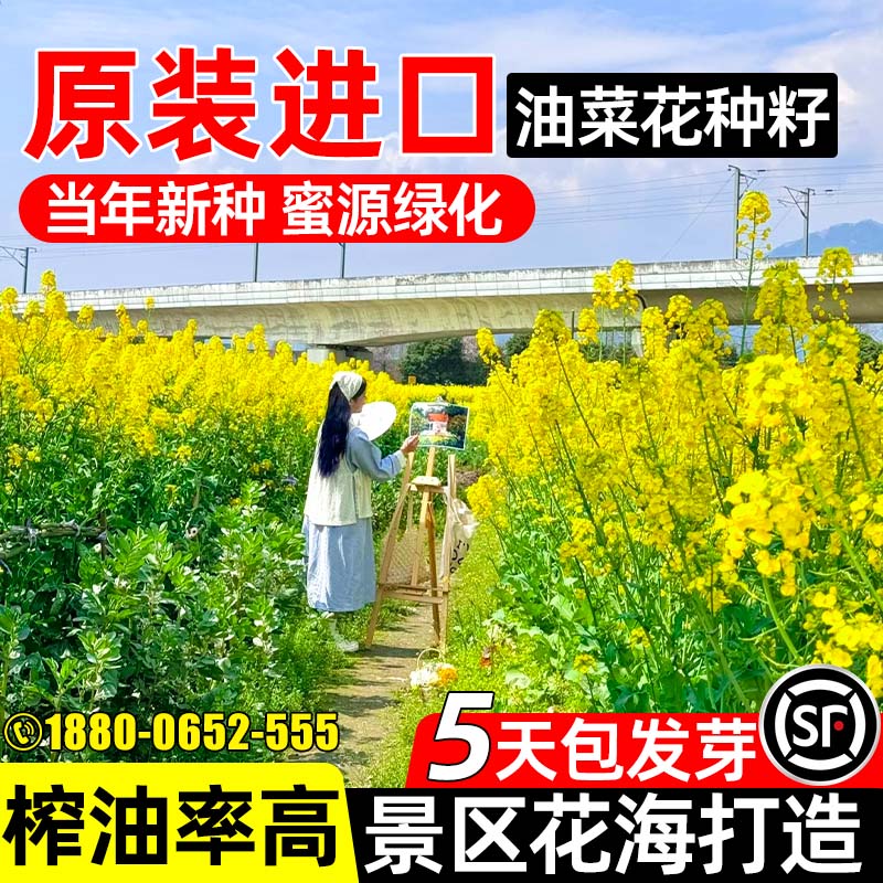 油菜花种籽高产观赏花海榨油菜籽