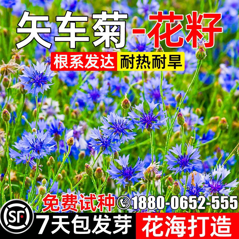 矢车菊花籽四季种植多年生花种籽花海打造耐热耐旱野花组合花种子