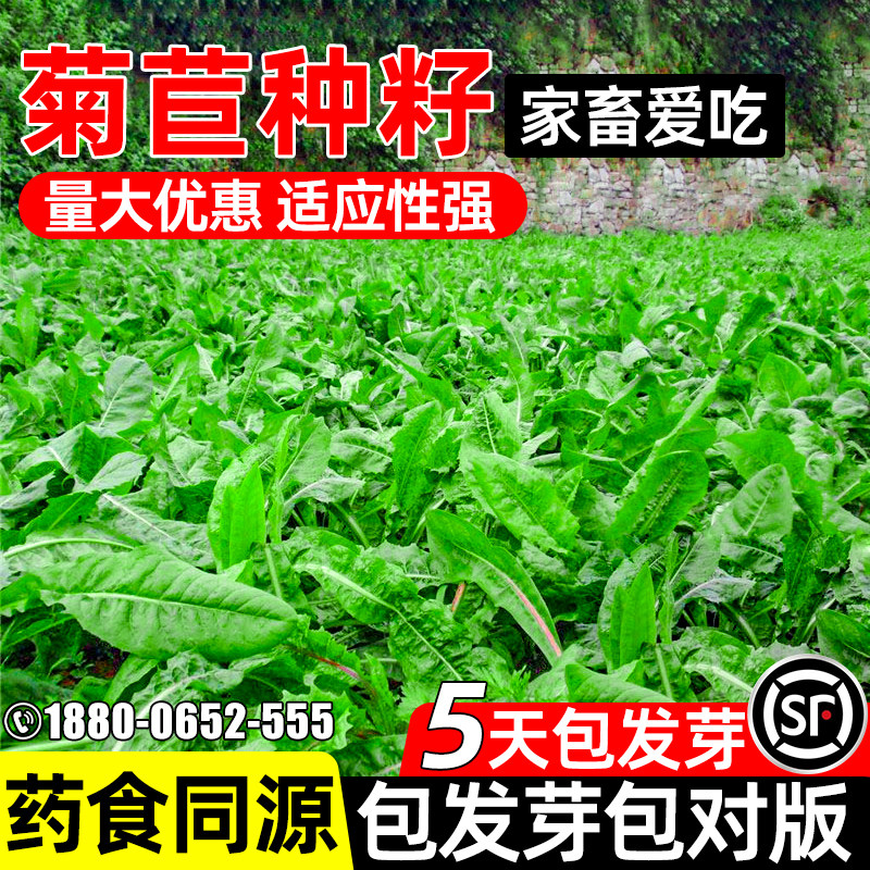 大叶菊苣高蛋白四季牧草将军菊苣