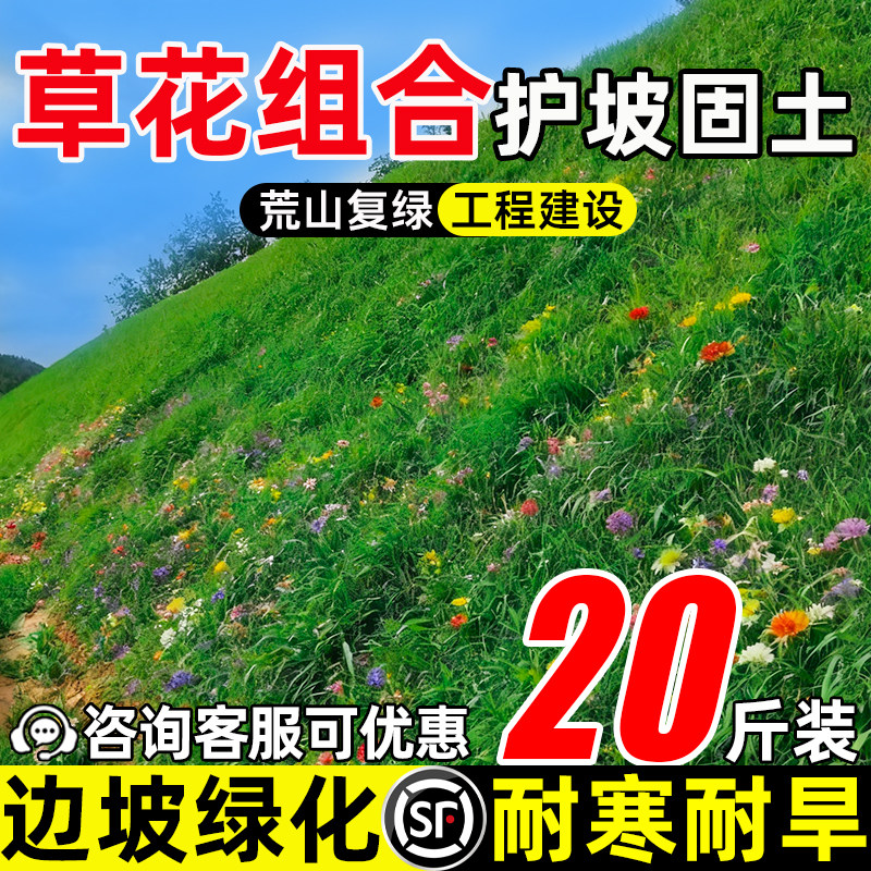 护坡草花组合多年生护坡固土草籽耐寒耐旱矿山边坡工程绿化草种子