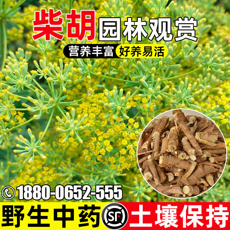 柴胡种子四季种植园林观赏中草药