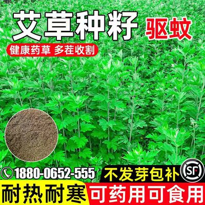 艾草种子留香驱虫健康草药种子