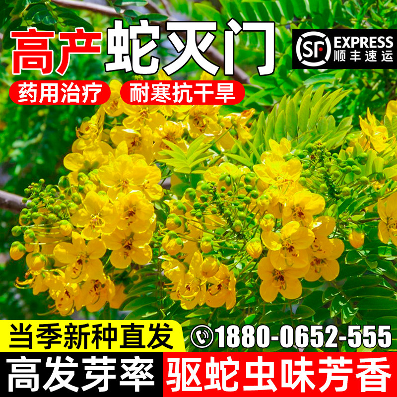蛇灭门种子望江南凤凰草野决明子