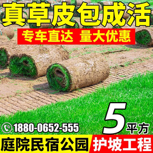 草皮真草坪带泥土庭院别墅台湾草马尼拉草皮带土绿化四季青果岭草