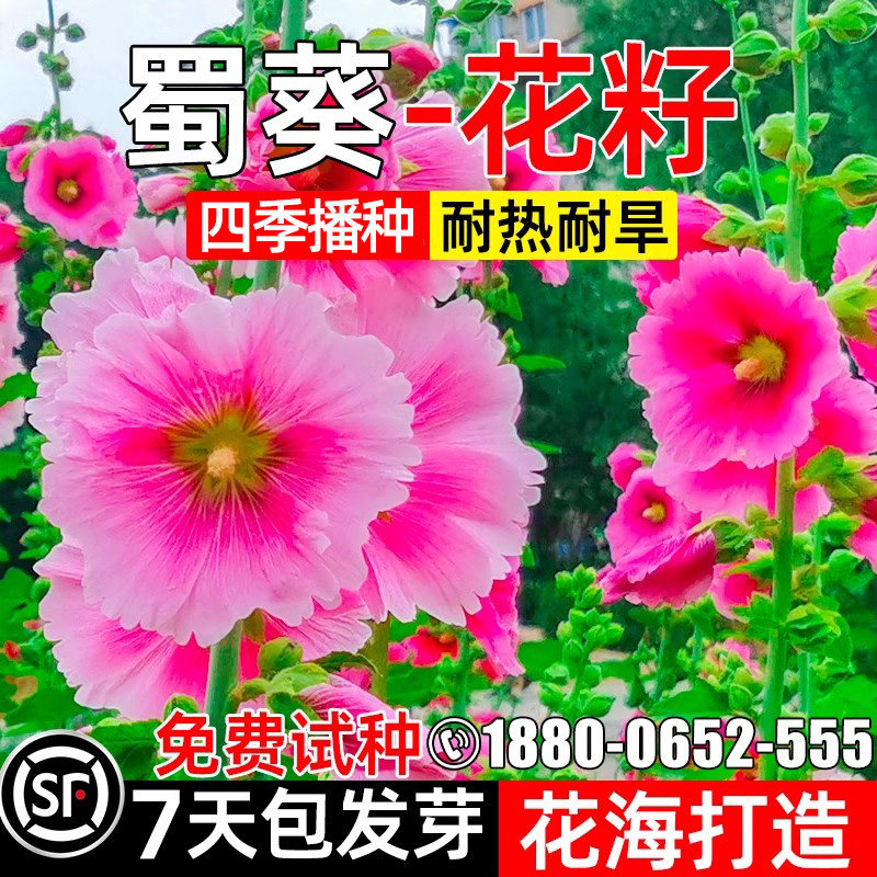 蜀葵花种子四季种植庭院景观花海