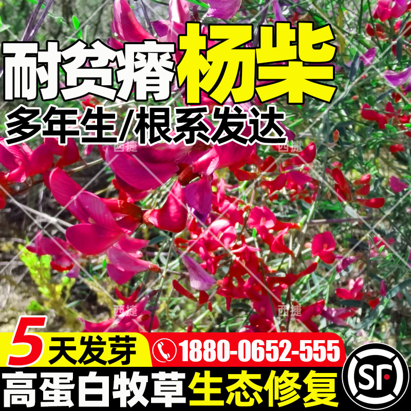 杨柴种子多年生护坡固土防风固沙
