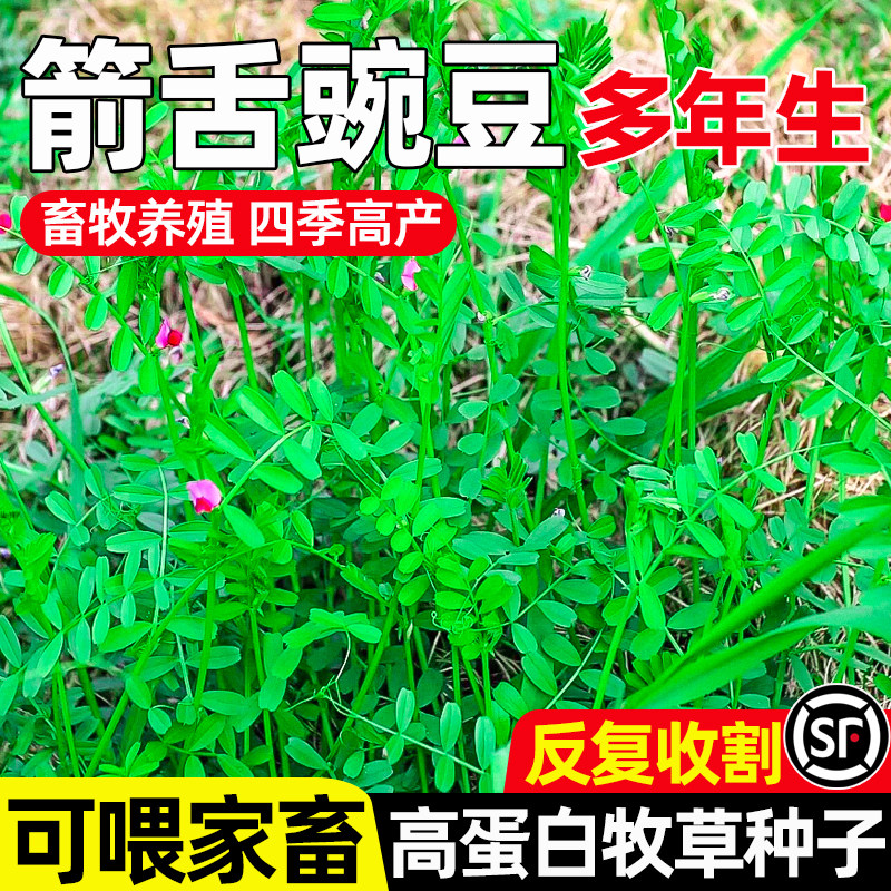 箭舌豌豆家畜可喂畜牧养殖多年生