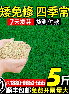 草坪草籽四季常青护坡马尼拉狗牙根绿化地毯草皮高羊茅黑麦草种子