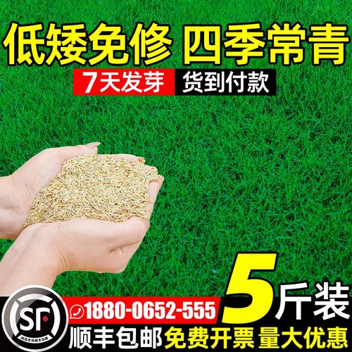 草籽四季常青免修剪地毯草狗牙根