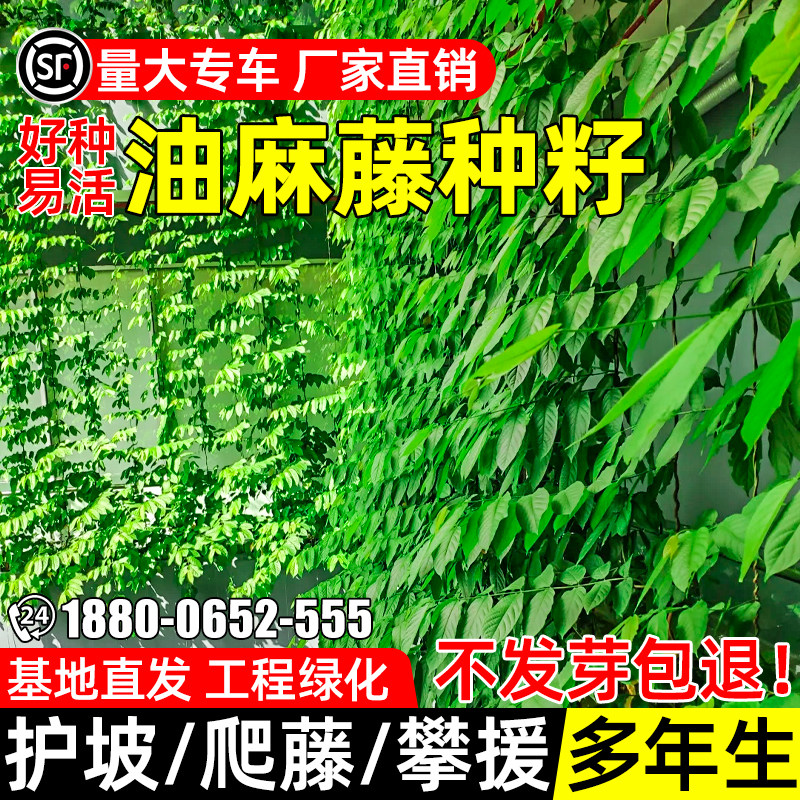 油麻藤种子攀爬种子鸡血藤牛麻藤
