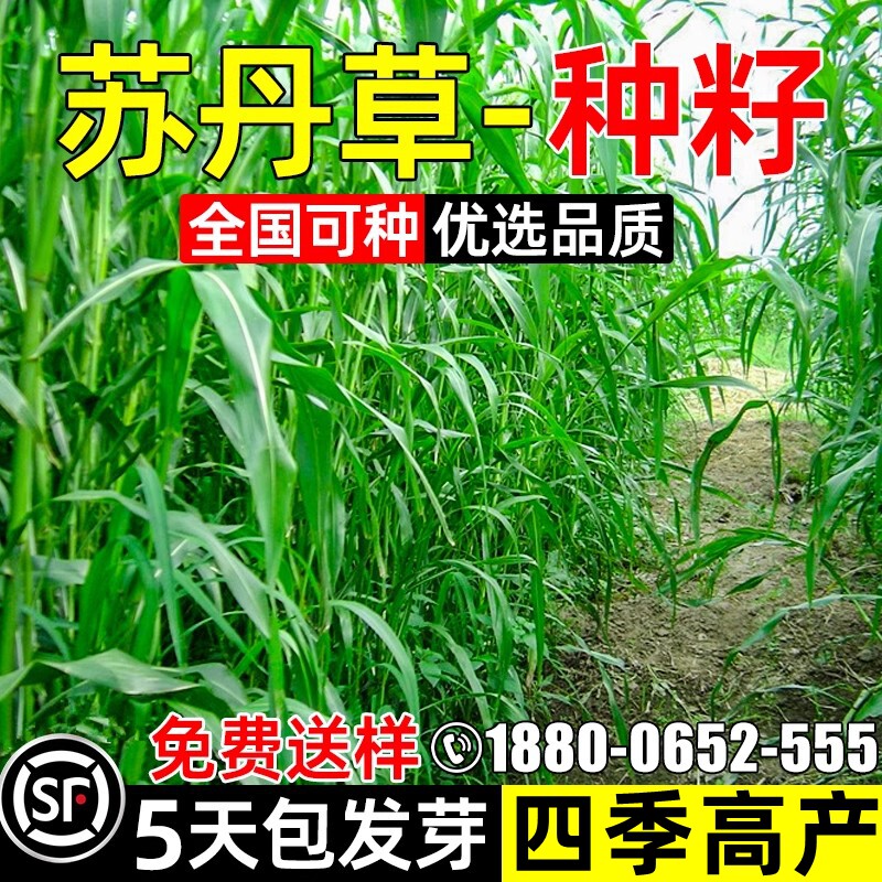 苏丹草高产牧草高丹王高蛋白牧草