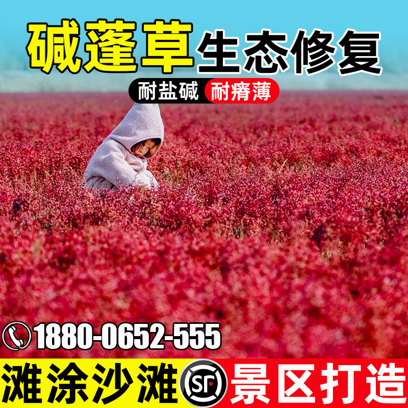 碱蓬草种籽生态修复景点打造耐盐碱工程造景土壤改良景区绿化种子