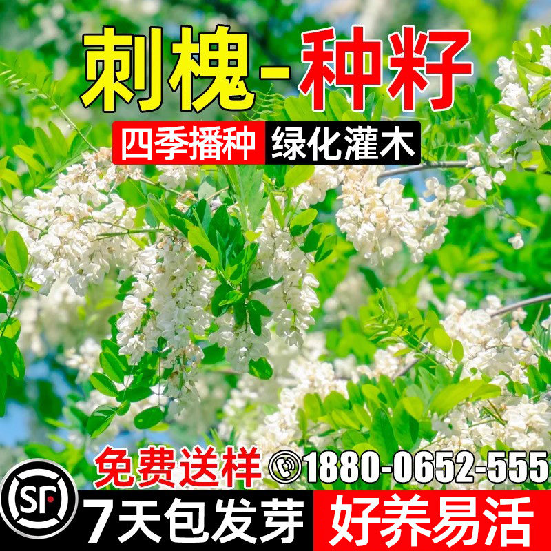 刺槐种子护坡固土槐花种子紫穗槐