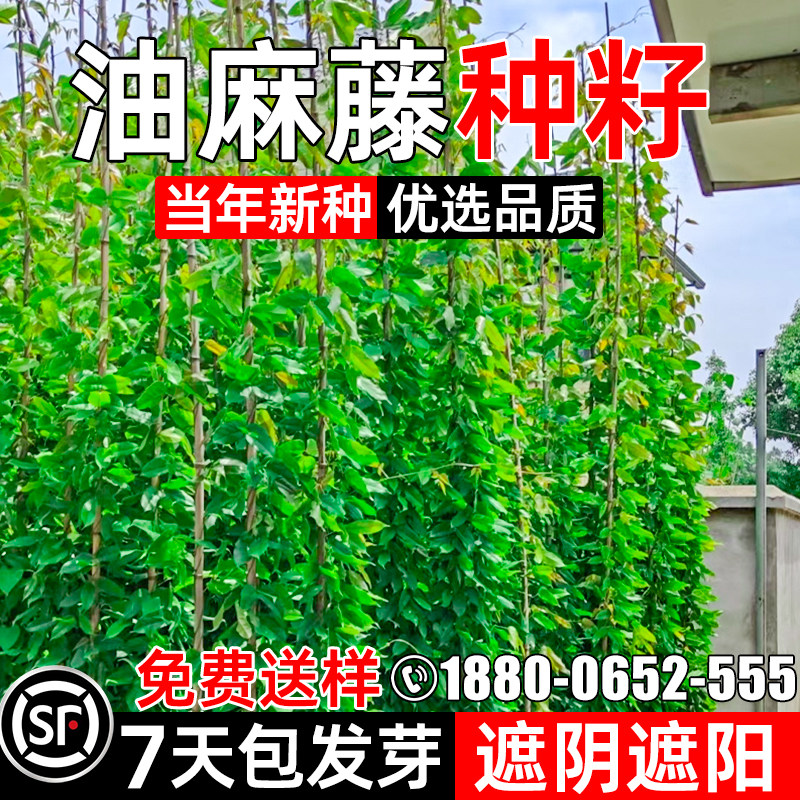 油麻藤种子爬上虎种子护坡爬藤