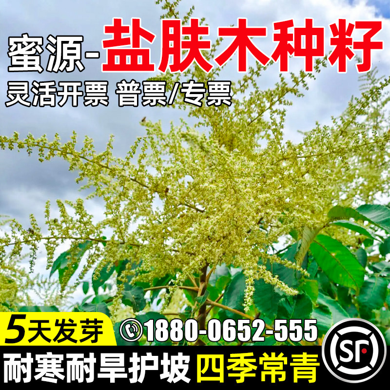 盐肤木草籽护坡耐旱五倍子种籽
