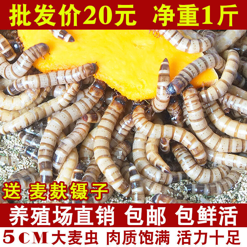 大麦虫活虫鲜活面包虫大号黄粉虫金龙鱼鱼食八哥画眉鸟食活体虫子