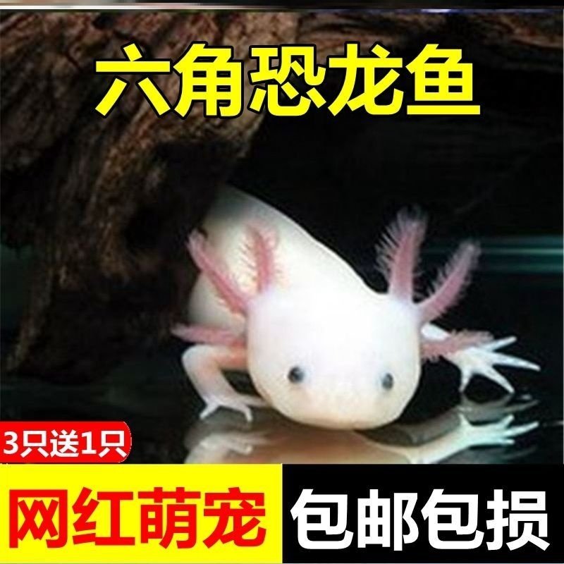 六角恐龙鱼蝾螈冷水淡水观赏鱼宠物鱼红虫饲料锦鲤红草金六角龙鱼