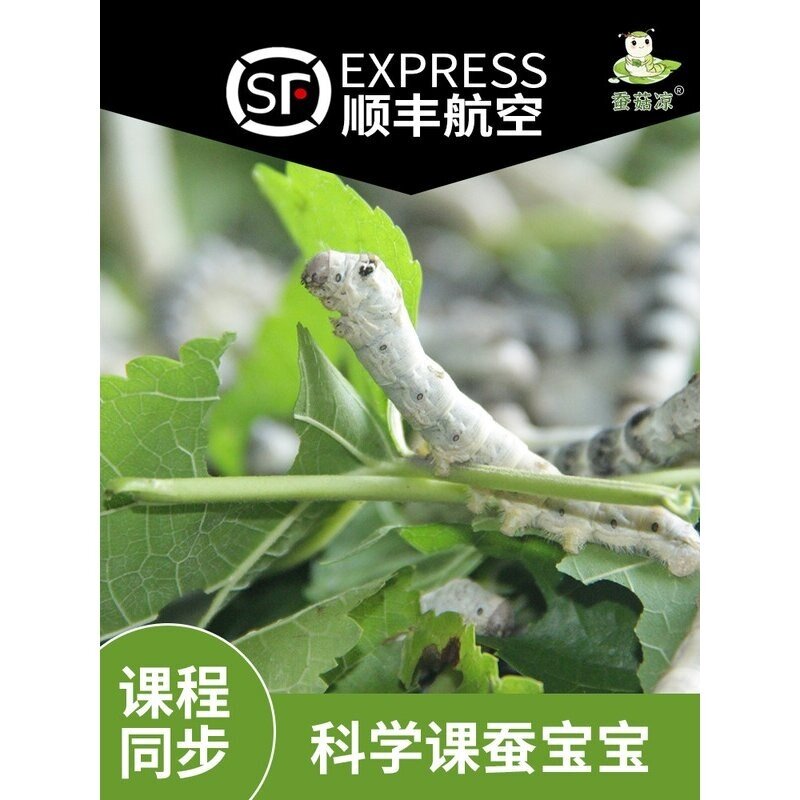 蚕宝宝活体蚕卵学生科学养蚕套装春蚕籽种彩色茧子蝉活物桑叶顺丰