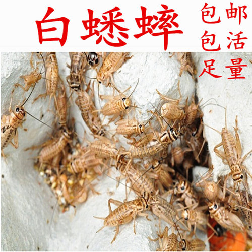 包邮活体蟋蟀白针头蛐蛐油葫芦蜥蜴蝎子蜈蚣龙鱼蜘蛛鸟食活虫饲料