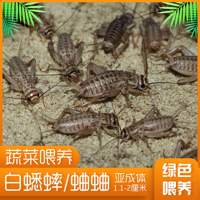 白蟋蟀活物白蛐蛐蟋蟀油葫芦活体饲料豹纹守宫蜘蛛蜥蜴粮金龙鱼食