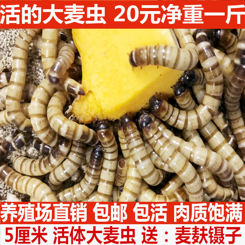 大麦虫活虫500g鲜活面包虫黄粉虫金龙鱼饲料活体八哥画眉鸟食虫子
