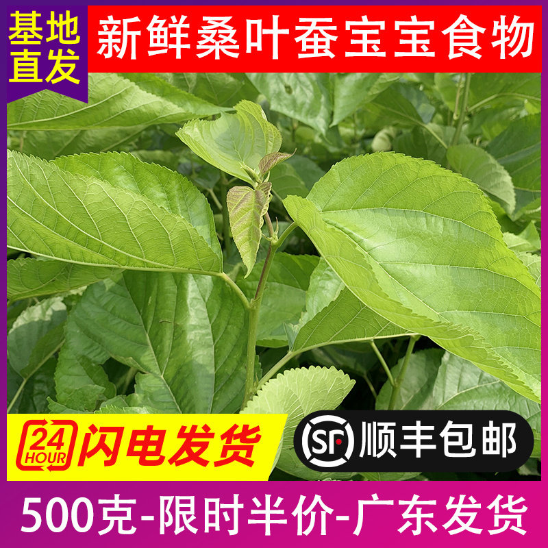 顺丰包邮桑叶新鲜500克桑树嫩叶桑叶喂蚕宝宝饲料食物养蚕1斤广东