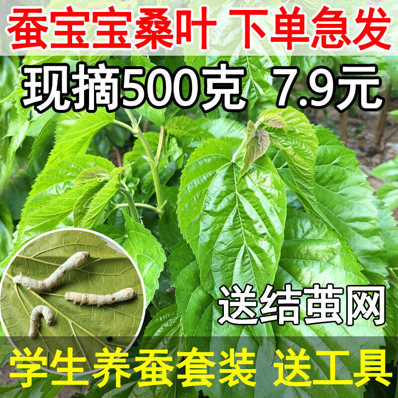 蚕宝宝活体春蚕幼虫活物儿童学生养蚕套装喂蚕桑树叶新鲜桑叶500g