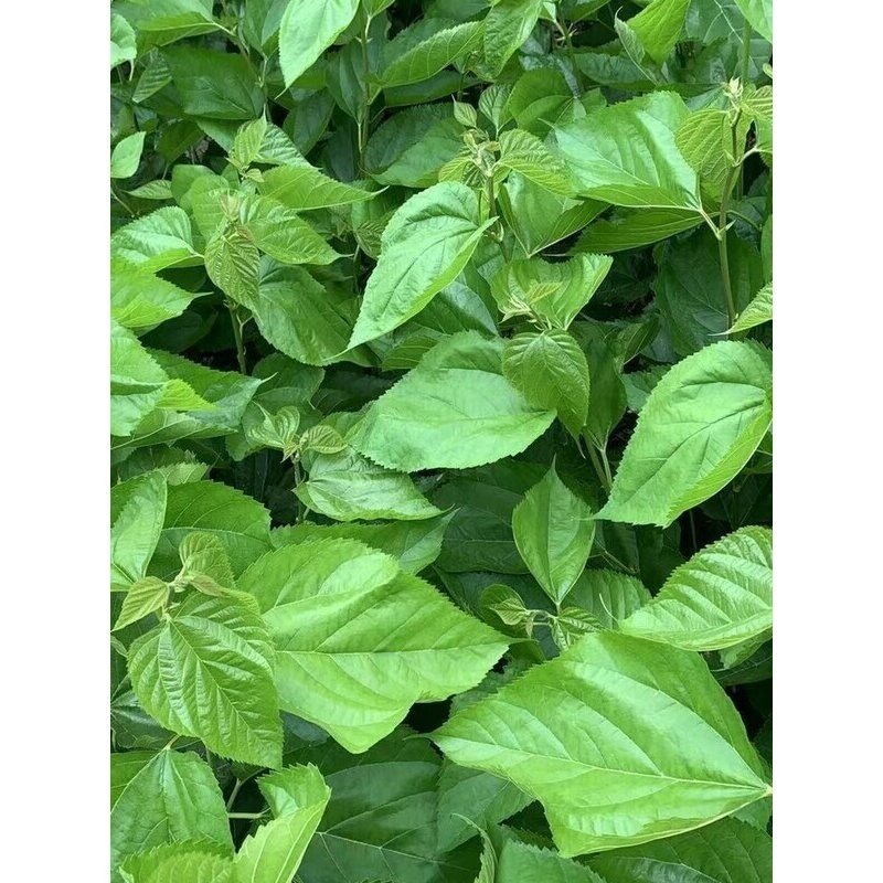 北京蚕宝宝套装学生养蚕日记新鲜嫩桑叶送小蚕 活蚕 蚕卵包活蚕籽