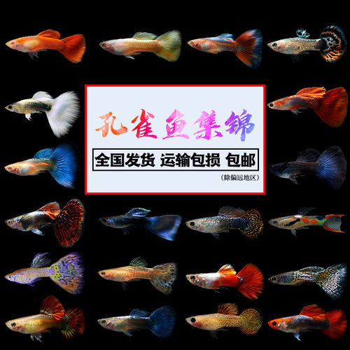 精品孔雀鱼纯种活体凤尾鱼苗淡水金鱼小型热带观赏鱼冷水极品杂袍