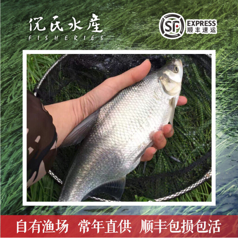 柳叶鳊翘嘴白扁鱼苗杂交边鱼太湖鲂鲌冷淡水活体养殖食用包邮