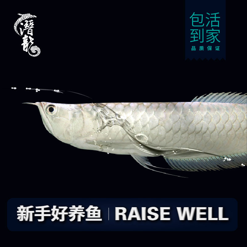 七彩银龙鱼活体银龙鱼观赏鱼热带淡水鱼金龙鱼苗大中型鱼活鱼包活