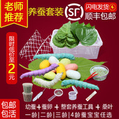 彩色蚕宝宝学生养蚕套装 茧幼虫新鲜桑叶工具活体灭菌蚕卵蚕宝宝卵