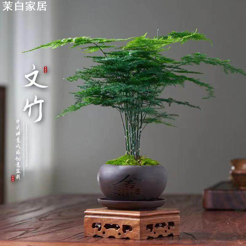 茉白家居花卉植物室内水培客厅懒人小绿植大全盆景四季常青 雨端