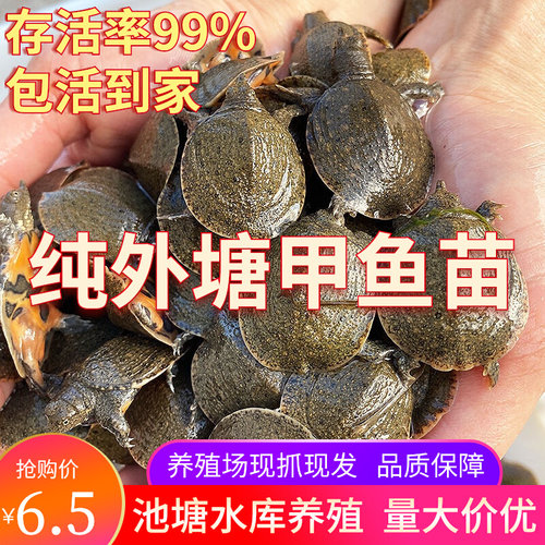 小甲鱼苗活体外塘养殖甲鱼团鱼水鱼王八苗中华鳖苗包活龙鱼饲料2g