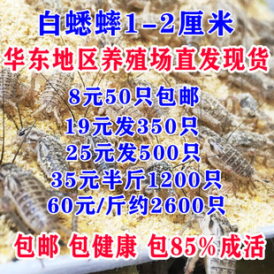 350只油葫芦 蛐蛐蟋蟀活体饲料 100只19元 2厘米10元 白蟋蟀活食