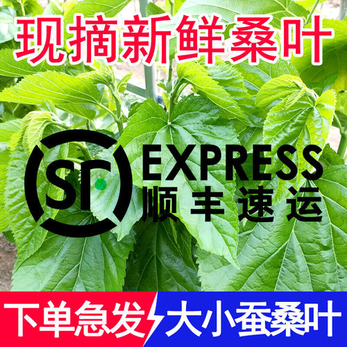 桑叶喂蚕新鲜桑树叶蚕宝宝学生养蚕套装蚕卵籽嫩桑蚕食物小大蚕叶