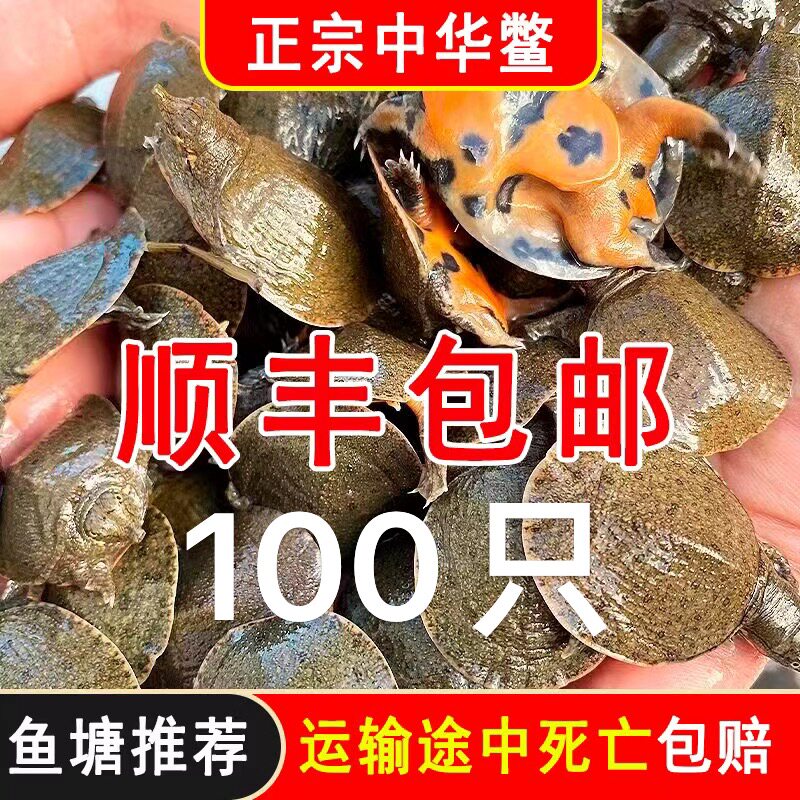 小甲鱼苗中华老鳖王八外塘冷水苗水鱼团鱼宠物龙鱼饲料活体包邮