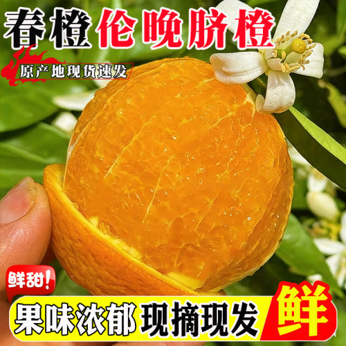 『官方推荐』现摘春橙伦晚脐橙甜