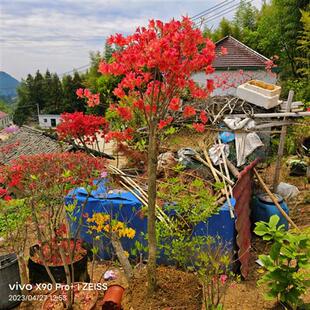 大别山映山红矮桩熟桩老桩占地绿化桩先花后叶多杆独杆高杆桩盆景