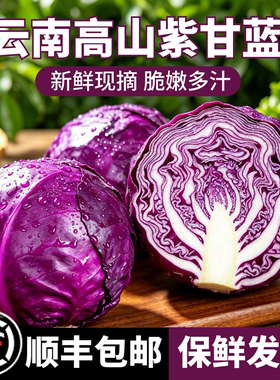 云南新鲜紫甘蓝沙拉蔬菜产地直发紫包菜脆嫩多汁即食生菜当季现摘