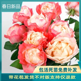 苹果运气月季 日本超新品月季多头浓香包对版四季开花灌木