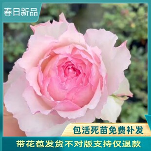 佩尔朱克  灌木月季玫瑰花大苗日月浓香庭院切花阳台盆栽四季开花