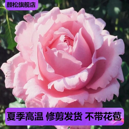 索菲罗莎大灌木浓香超大花强抗病