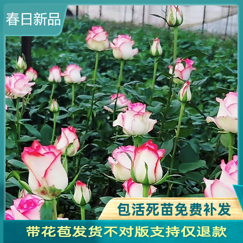 艾莎 梦露玫瑰花苗切花月季大花多季开花 朱丽叶蓝色风暴超级大花