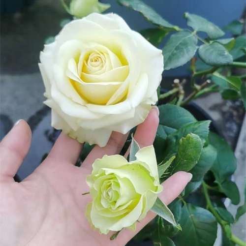 颜松奶油龙沙宝石超级耐热花期长