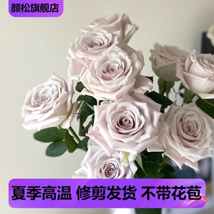 复古色高档切花玫瑰 曼塔 四季开花阳台盆栽庭院地栽灌木月季勤花