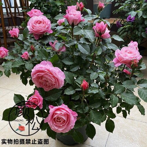 海神王阳台月季花大花多头长不高