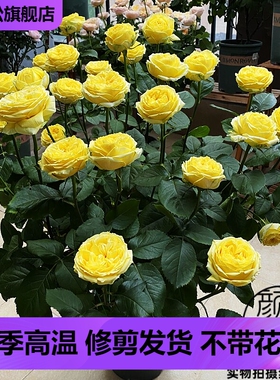 卡特琳娜黄色浓香切花玫瑰花苗阳台月季花盆栽花园花卉绿植物四季