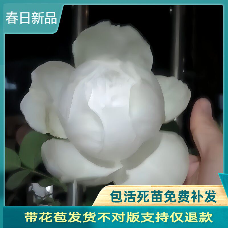 伊芙婚礼之路纯白色多季开大花浓香月季花苗玫瑰盆栽阳台观花植物