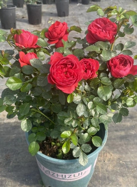 红色果汁阳台月季花苗盆栽花卉四季开花庭院大花玫瑰香奈儿绿植物